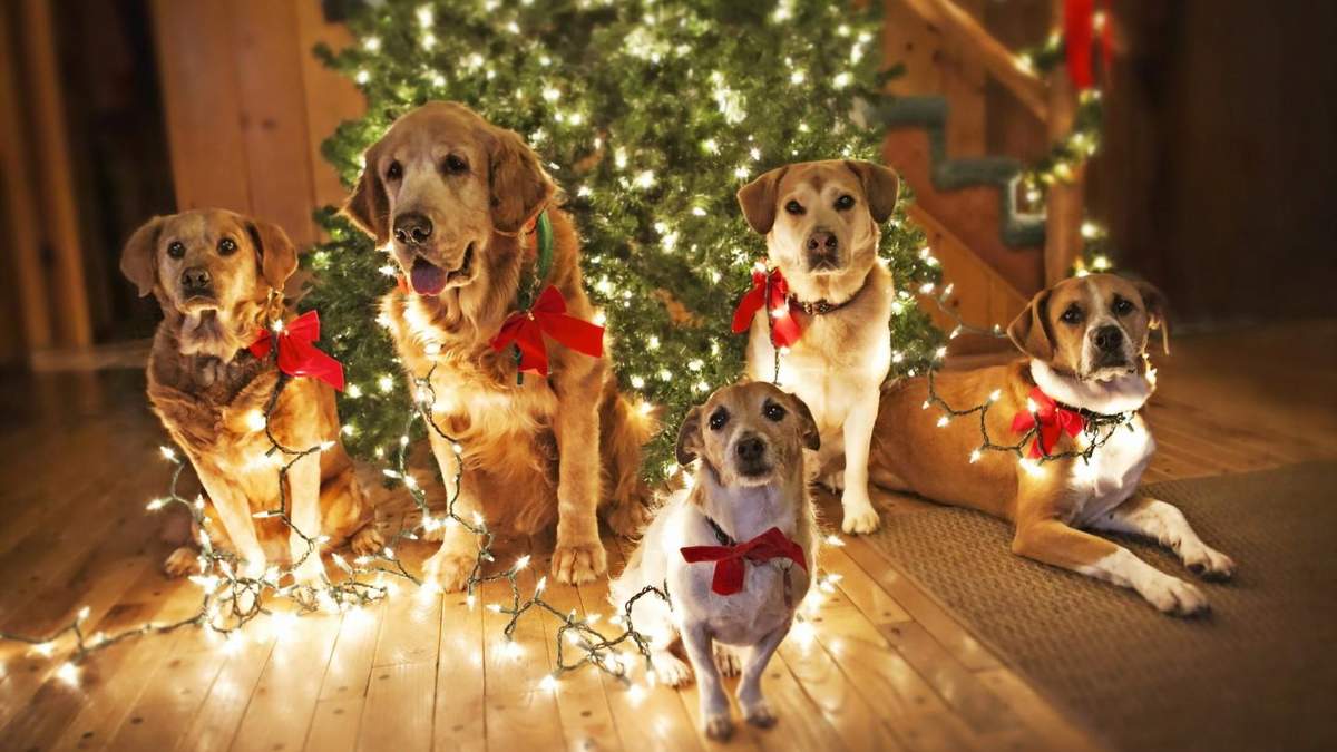 Новый год 2018: как встретить год Собаки 2018 - правила фэншуй