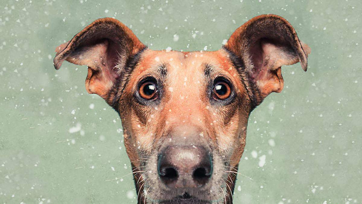 Позируют не хуже людей: 12 забавных портретов собак, которые поднимут настроение