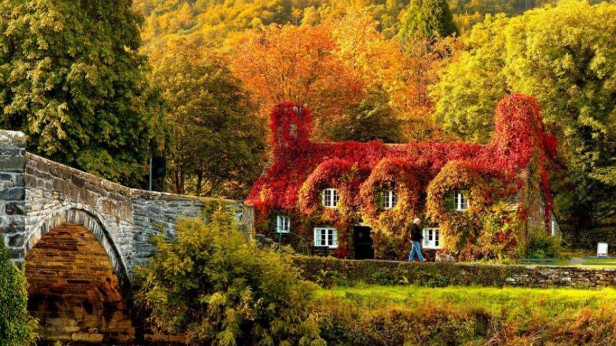 Дом покрыт листьями, Уэльс