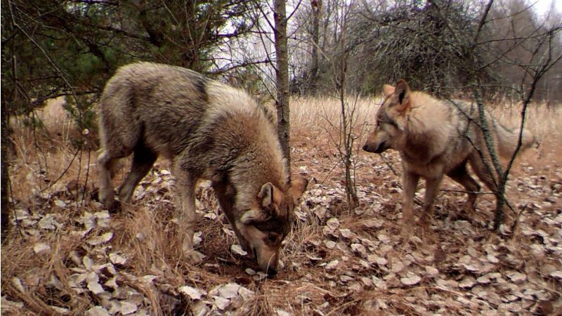 День Чорнобиля: як змінилася природа в Чорнобилі День Чорнобиля: як змінилася природа в Чорнобилі
