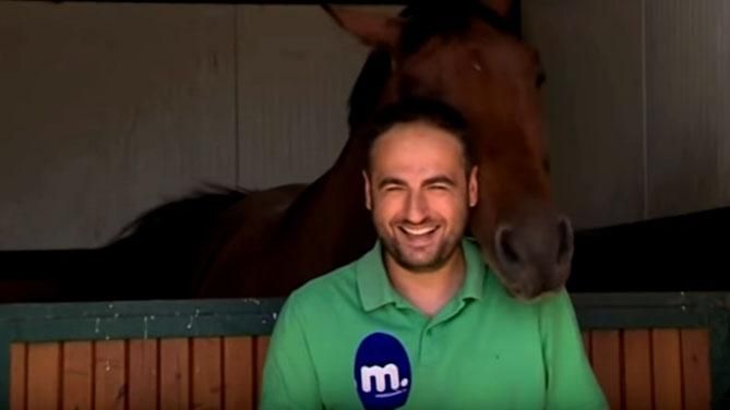 Як кінь заважав журналісту: кумедний ролик завойовує симпатію інтернет-користувачів Як кінь заважав журналісту: кумедний ролик завойовує симпатію інтернет-користувачів