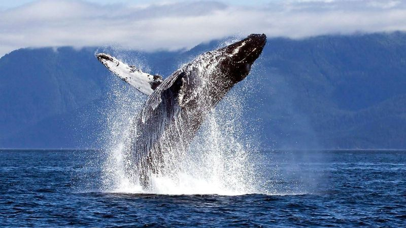 Огромный кит изрядно напугал туристов в Канаде