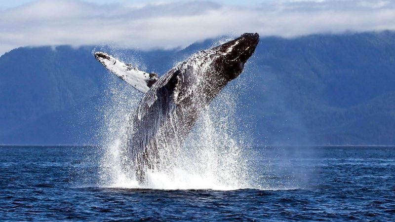 Огромный кит изрядно напугал туристов в Канаде