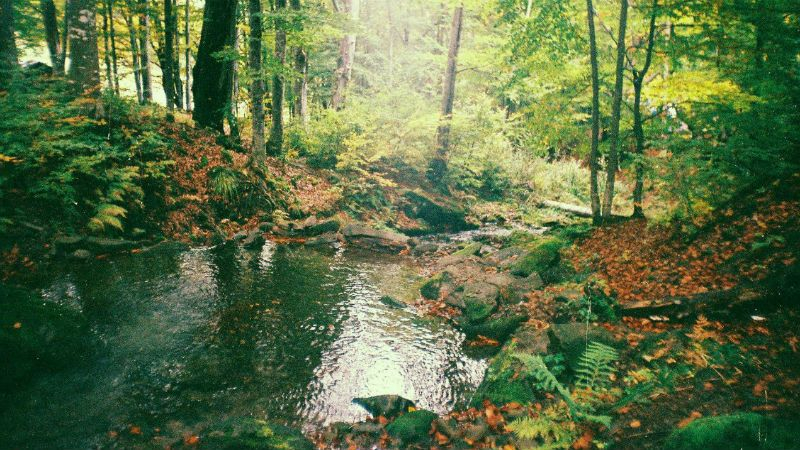 Почему стоит посетить Карпаты осенью: 5 убедительных причин