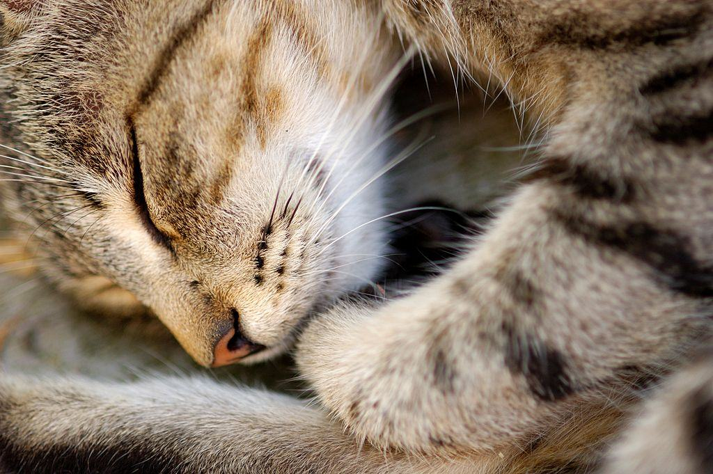 Ученые назвали лучшее природное снотворное