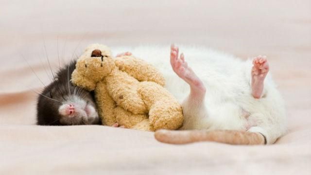 Откуда берется щекотка – ученые провели исследования на крысах