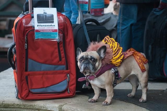 Без галасу і нервів: як правильно подорожувати з домашнім улюбленцем Без галасу і нервів: як правильно подорожувати з домашнім улюбленцем