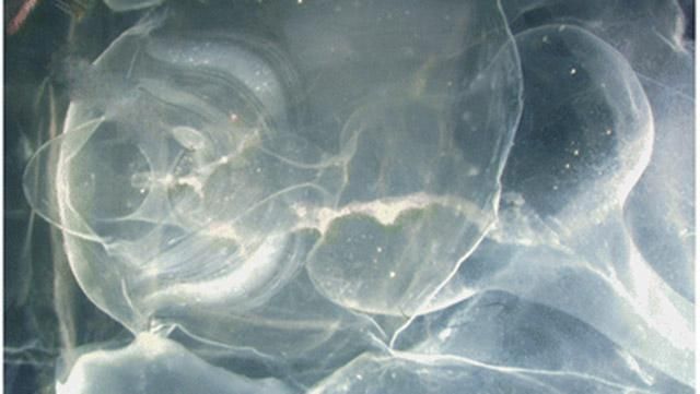 Ученые обнаружили загадочное существо в США: появились фото Ученые обнаружили загадочное существо в США: появились фото