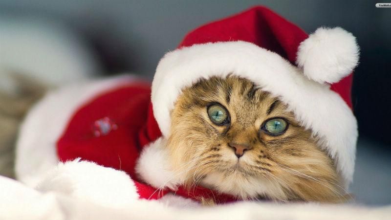 Праздник приближается. Лучшие новогодние ролики, которые способны растрогать каждого Праздник приближается. Лучшие новогодние ролики, которые способны растрогать каждого