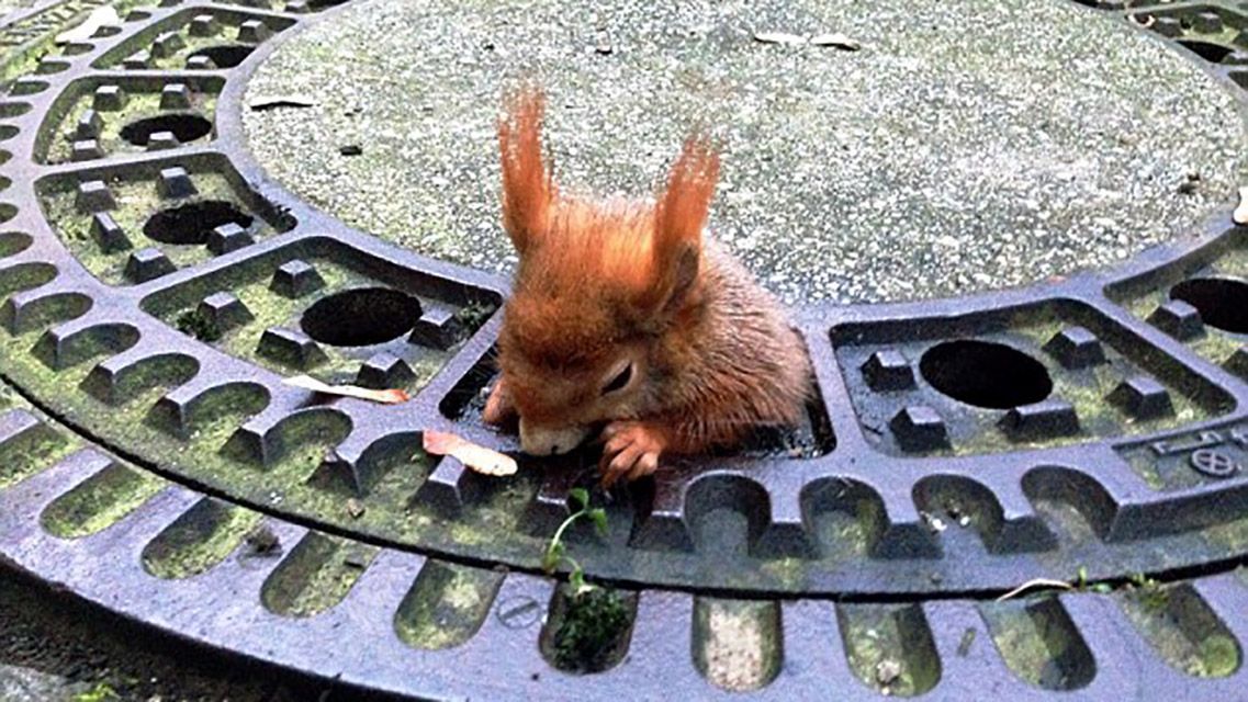 Пухленькую белку, которая застряла в люке, спасли в Мюнхене: появились фото Пухленькую белку, которая застряла в люке, спасли в Мюнхене: появились фото
