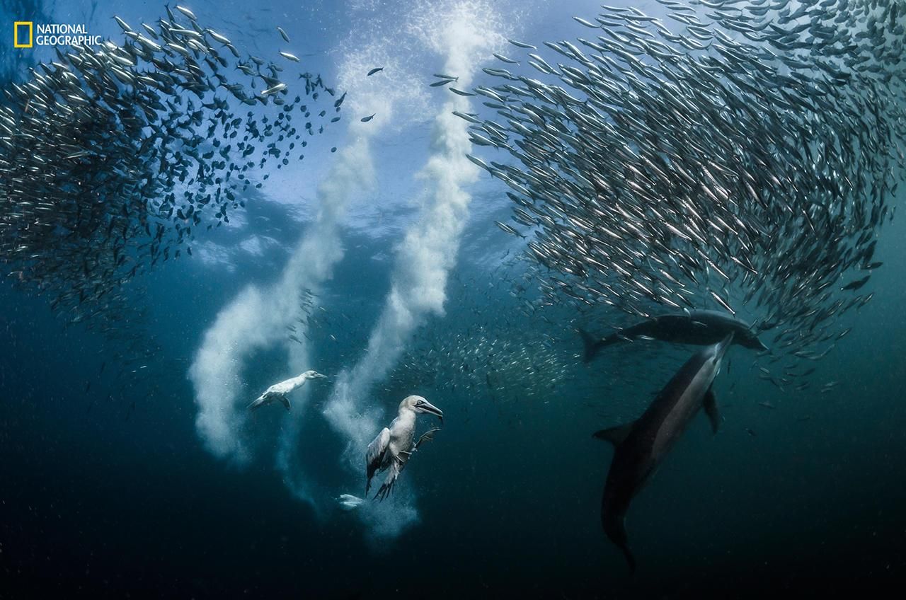 Фотографии, которые впечатляют: National Geographic выбрал лучшего фотографа года