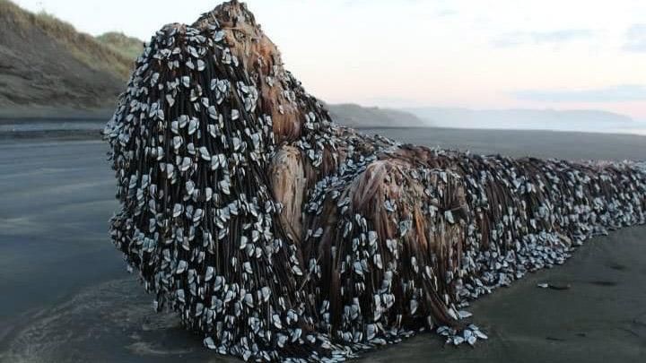Неизвестный объект, который выбросило на берег пляжа в Новой Зеландии, взорвал сети