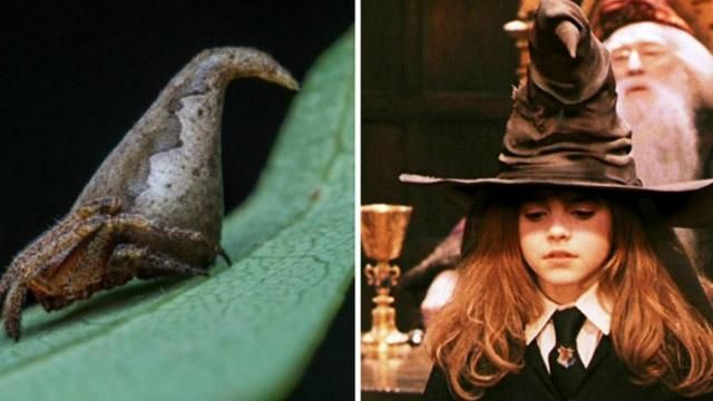 Новый вид пауков назвали в честь фантастической шляпы из Хогвартса Новый вид пауков назвали в честь фантастической шляпы из Хогвартса