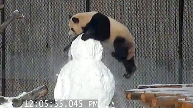 Как большая панда сражается со снеговиком: курьезное видео