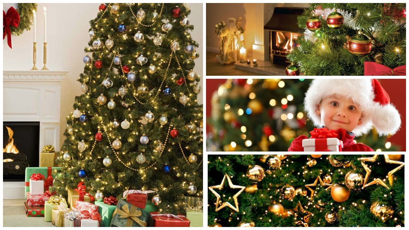 Как правильно выбрать настоящие и искусственные елки: полезные советы Как правильно выбрать настоящие и искусственные елки: полезные советы