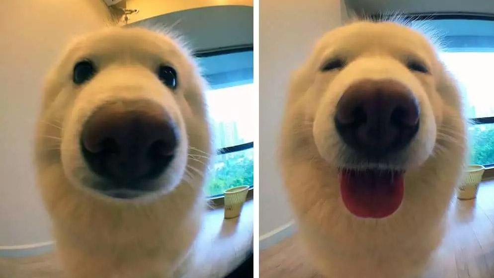 Як чотирилапі реагують на теплі слова від господара Як чотирилапі реагують на теплі слова від господара