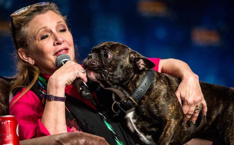 Сообщение осиротевшей собаки Кэрри Фишер растрогало соцсети