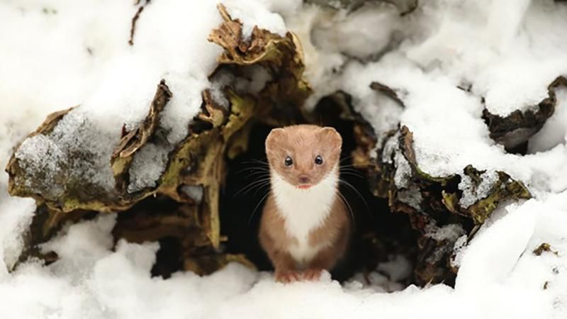 Лучшие фото дикой природы от The Guardian Лучшие фото дикой природы от The Guardian