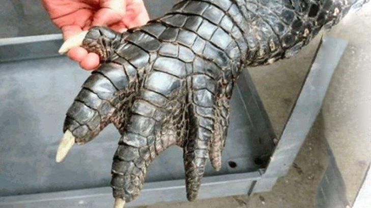 Гигантский аллигатор шокировал пользователей соцсетей Гигантский аллигатор шокировал пользователей соцсетей