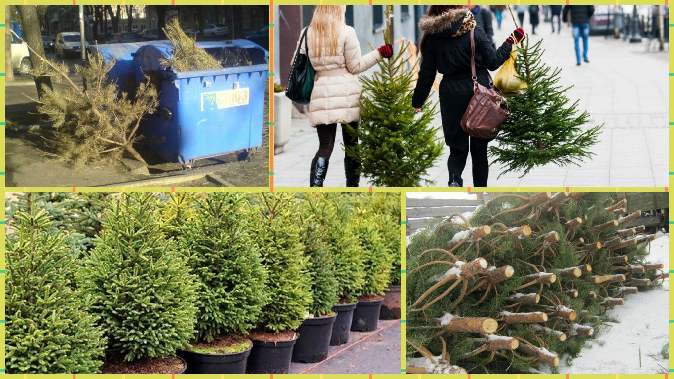 Способы использовать новогоднюю елку после праздников: полезные советы Способы использовать новогоднюю елку после праздников: полезные советы