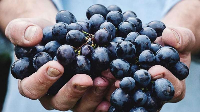 Вчені назвали важливу функцію винограду для здоров’я 