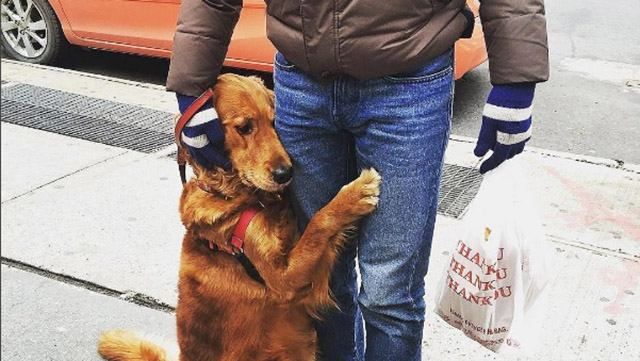 Луби – собака, которая обожает обниматься: трогательные фото
