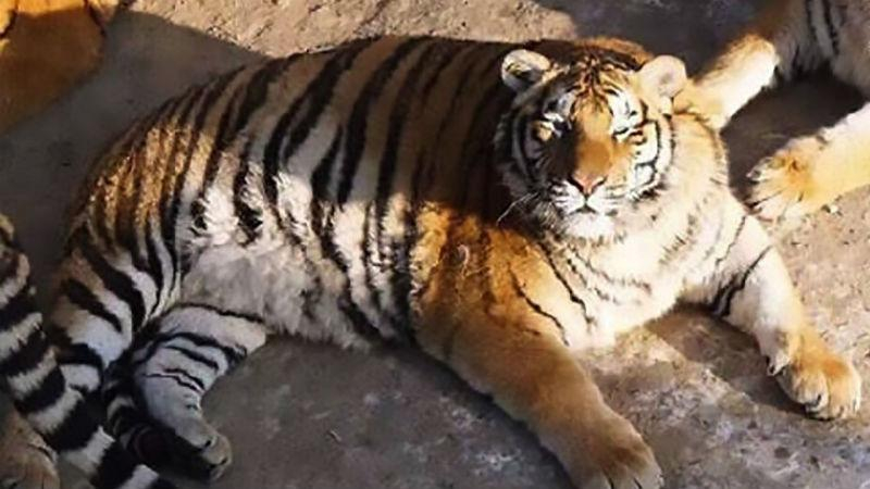 Сеть растрогали полные амурские тигры
