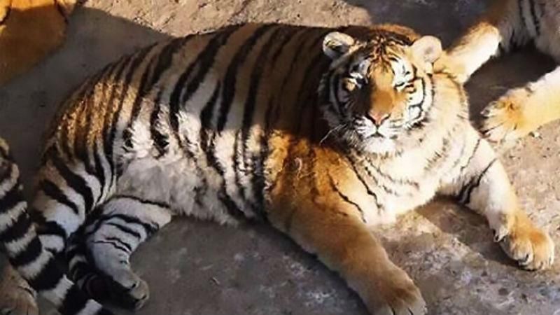 Сеть растрогали полные амурские тигры Сеть растрогали полные амурские тигры