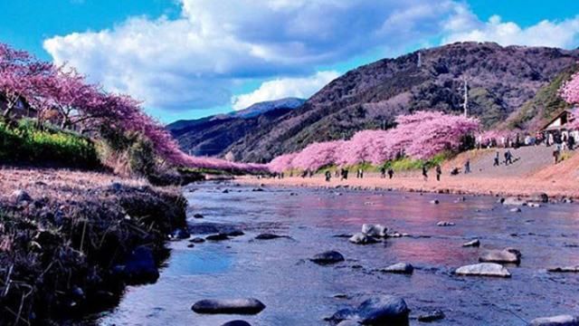 У Японії раптово зацвіла сакура: мальовничі фото 