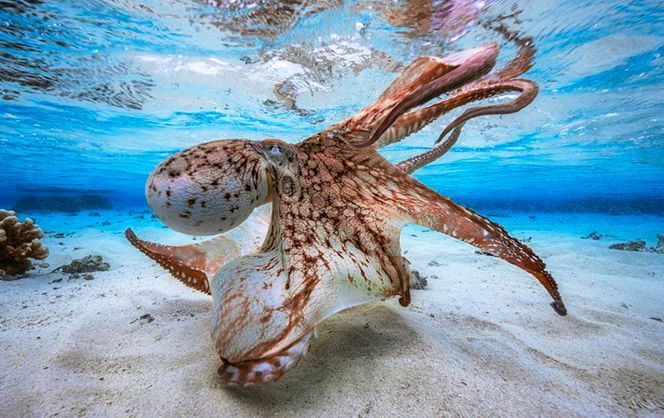 Лучшие подводные фото 2017: опубликовали фантастические фотографии