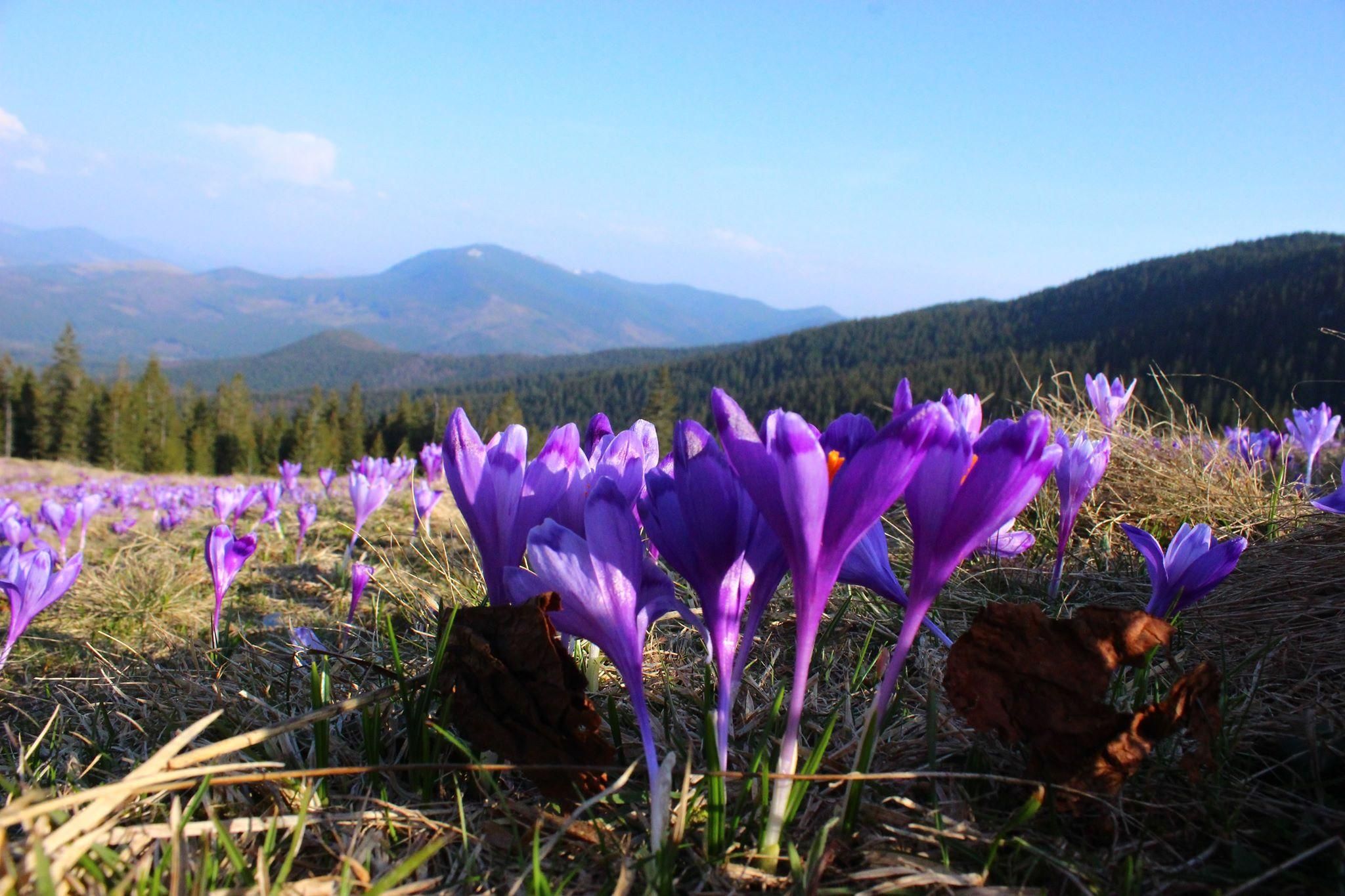 7 туристических мест в Украине, которые расцветают весной