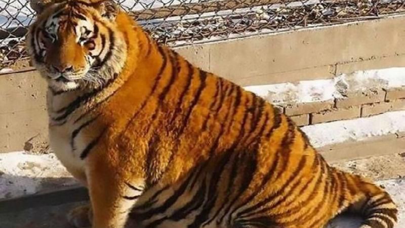 Китайці знайшли цікавий спосіб порятунку тигрів від ожиріння