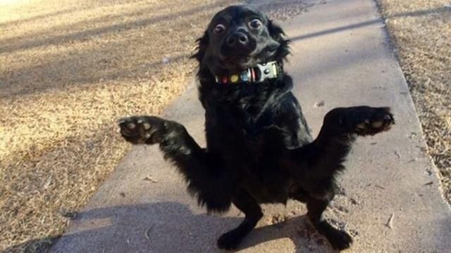 Удивленный пес рассмешил сеть: подборка мемов