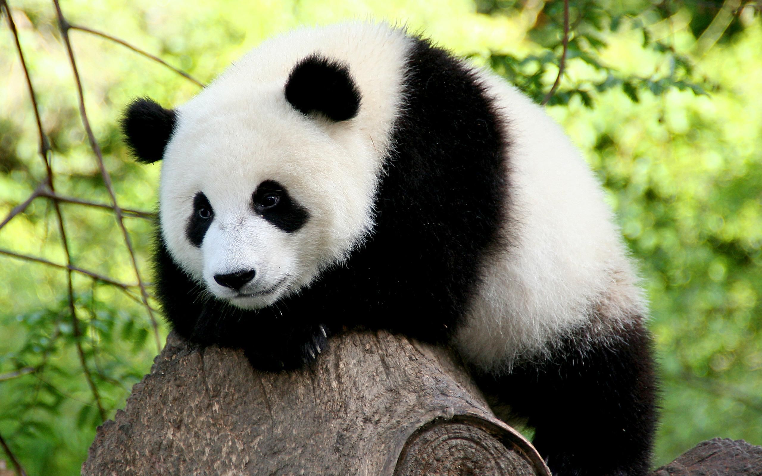 Видеоролик про надоедливую панду собрал безумное количество просмотров