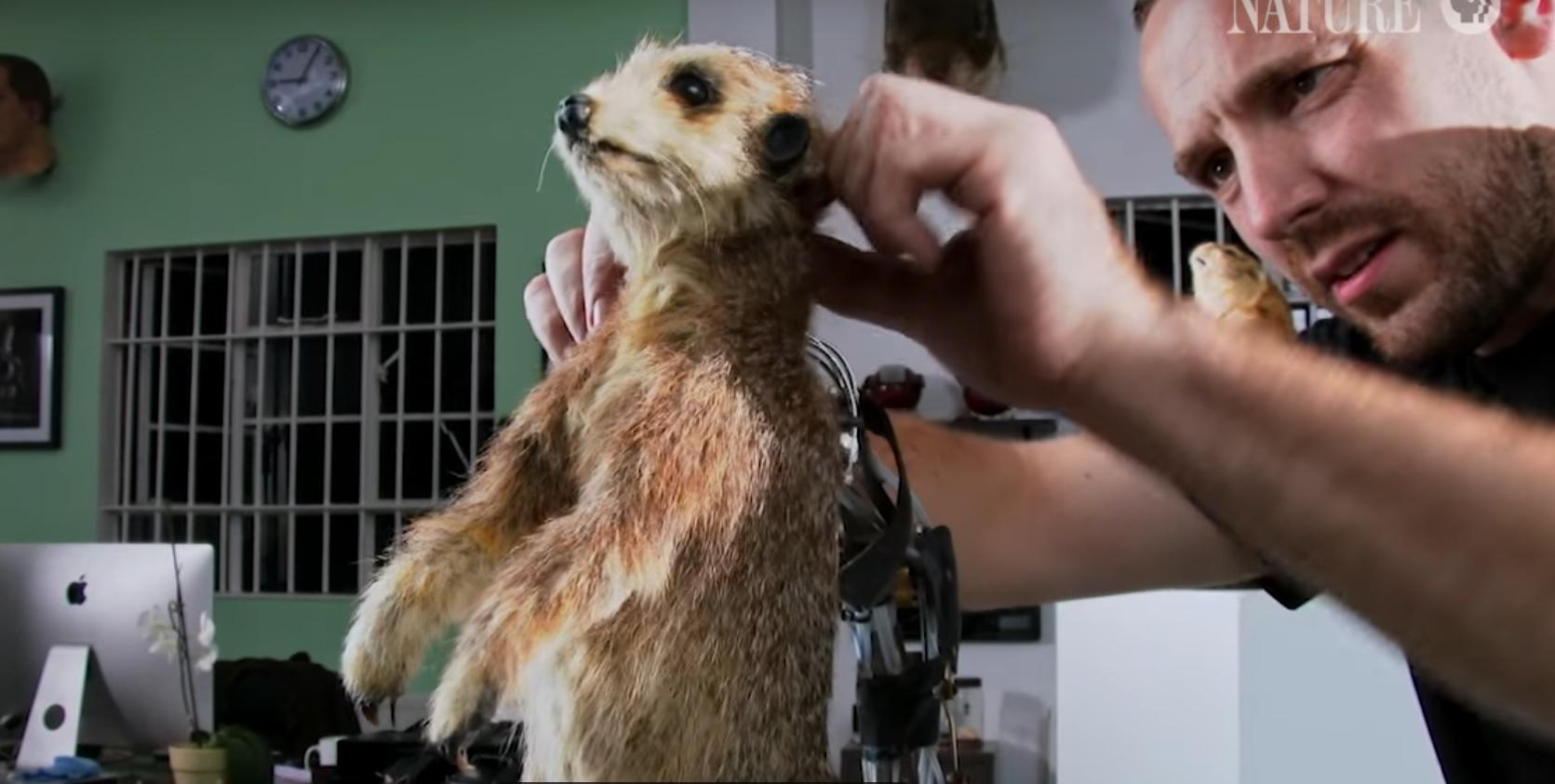 Ученые создают животных-роботов, которых невозможно отличить от оригинала