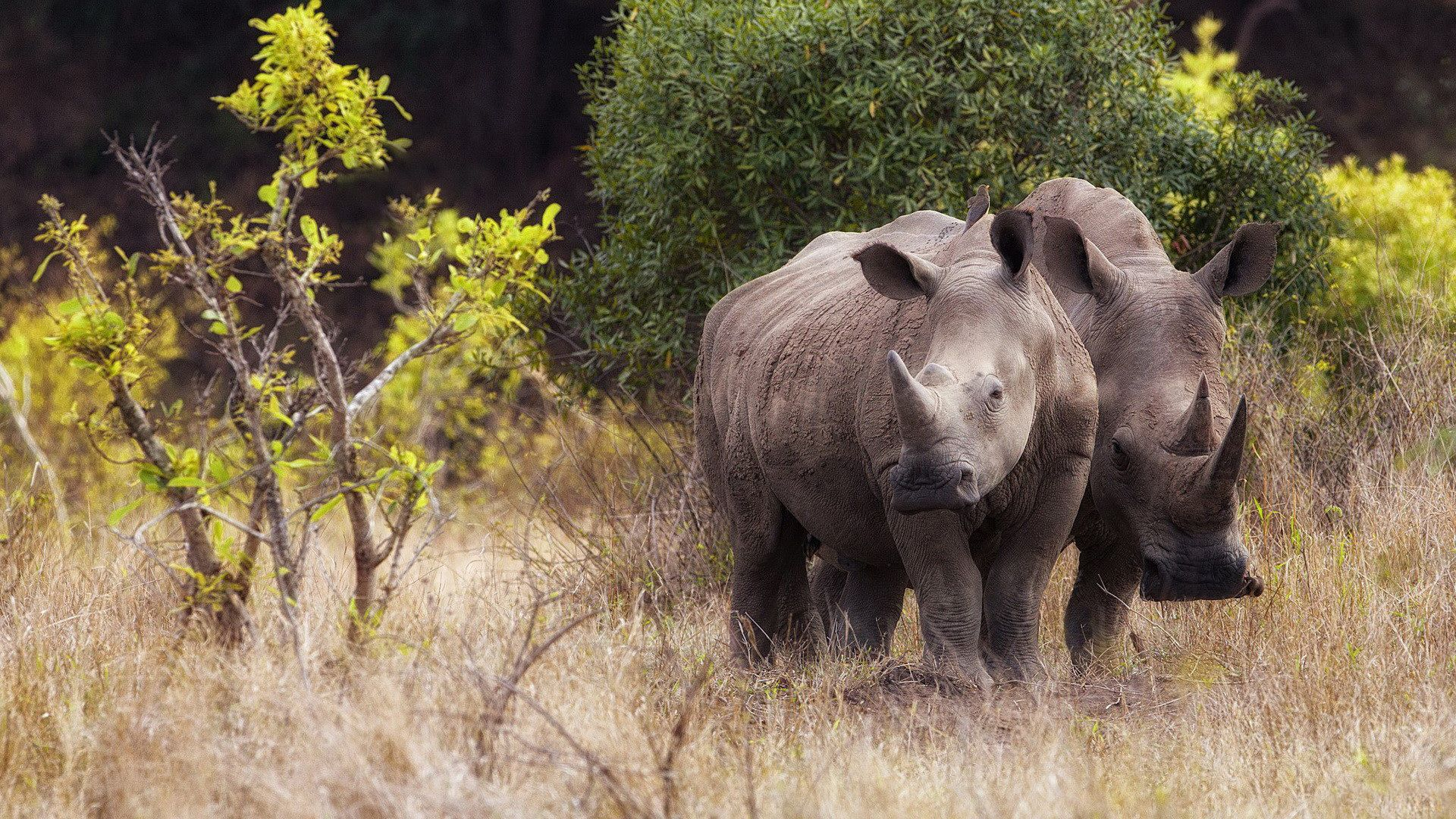Что произойдет с животным миром к концу века: шокирующая новость от ученых