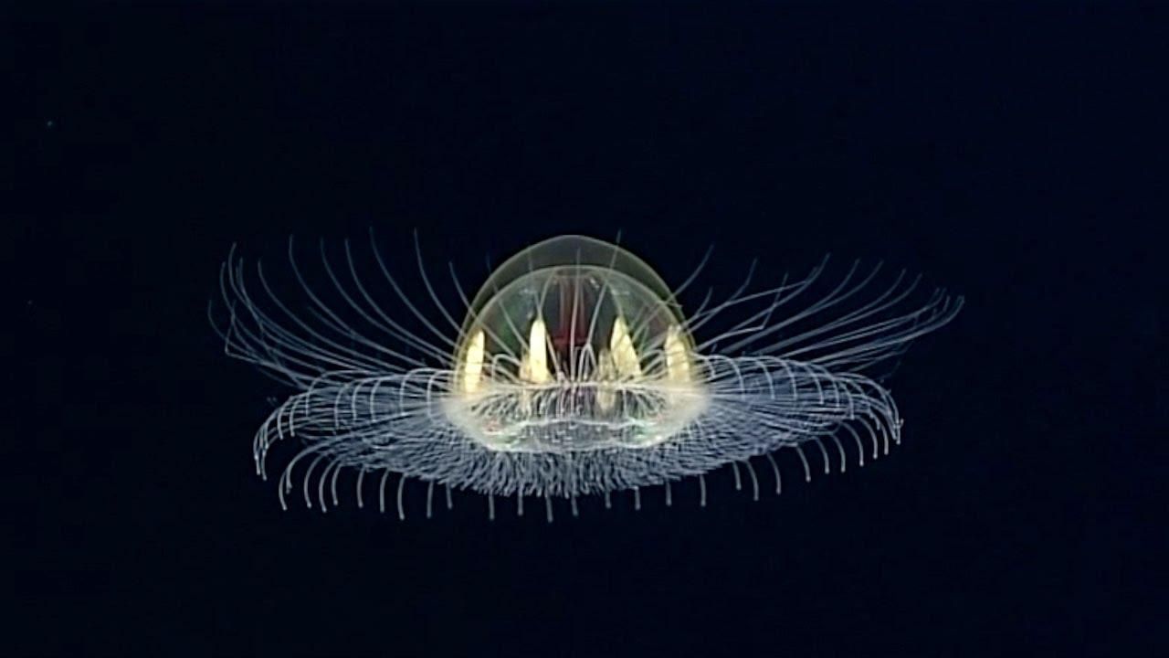 Вчені знайшли медузу, схожу на НЛО: заворожуюче відео