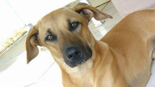 Собака знайшла зубний протез та стала зіркою соцмереж: кумедні фото Собака знайшла зубний протез та стала зіркою соцмереж: кумедні фото