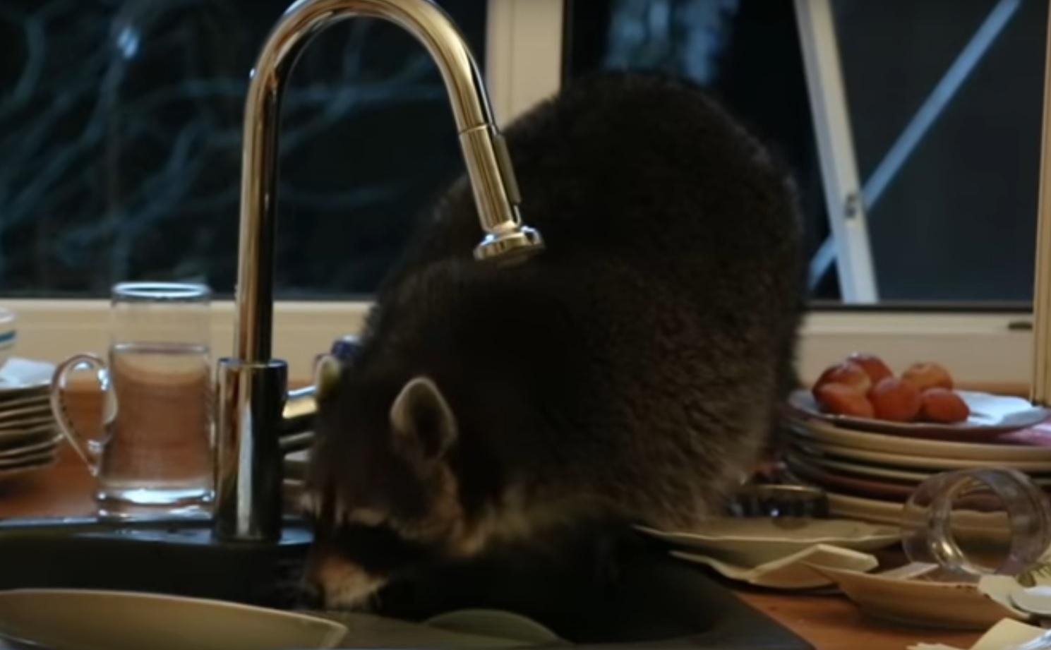 Єнот прослизнув у чужий будинок та спробував помити посуд: кумедне відео Єнот прослизнув у чужий будинок та спробував помити посуд: кумедне відео