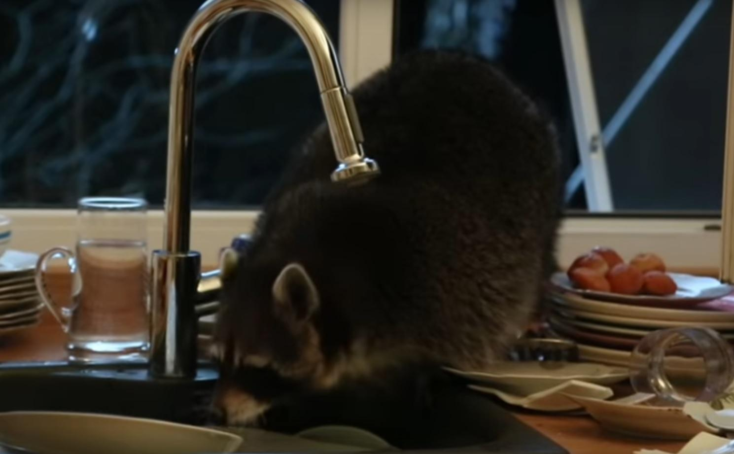 Енот проскользнул в чужой дом и попытался помыть посуду: смешное видео