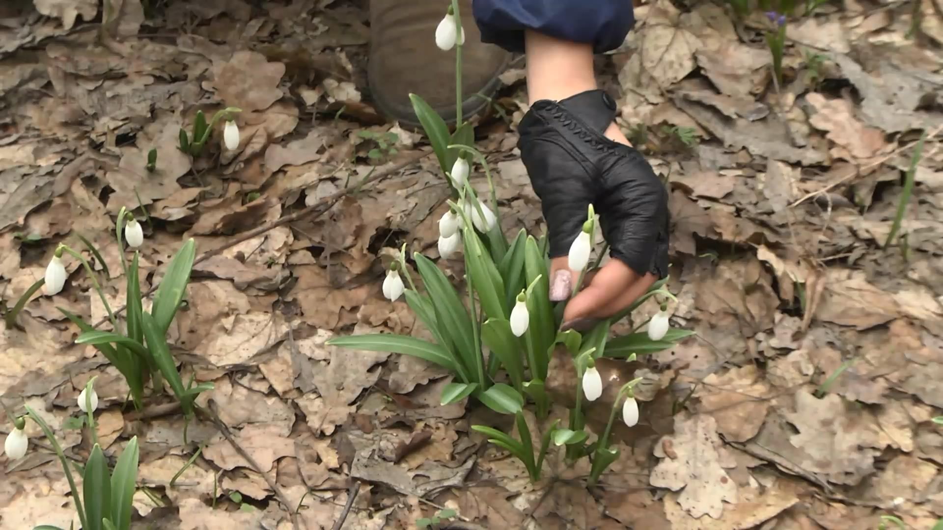Весняна казка: У Холодному Яру масове цвітіння підсніжників
