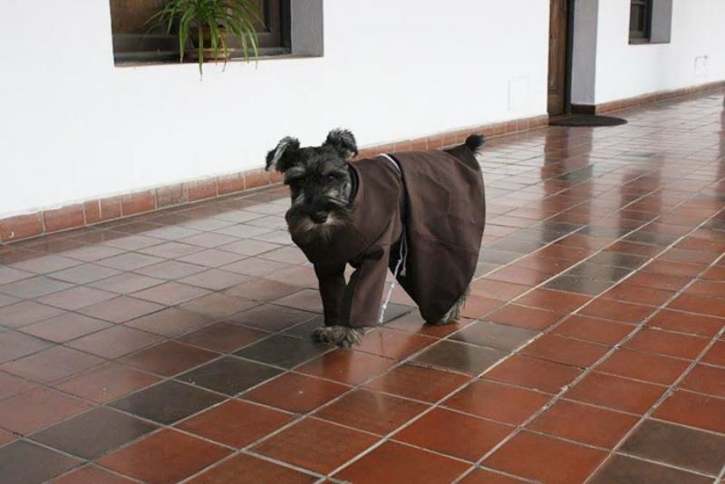 Монахи из монастыря подобрали бездомного пса и сделали его "монахом"
