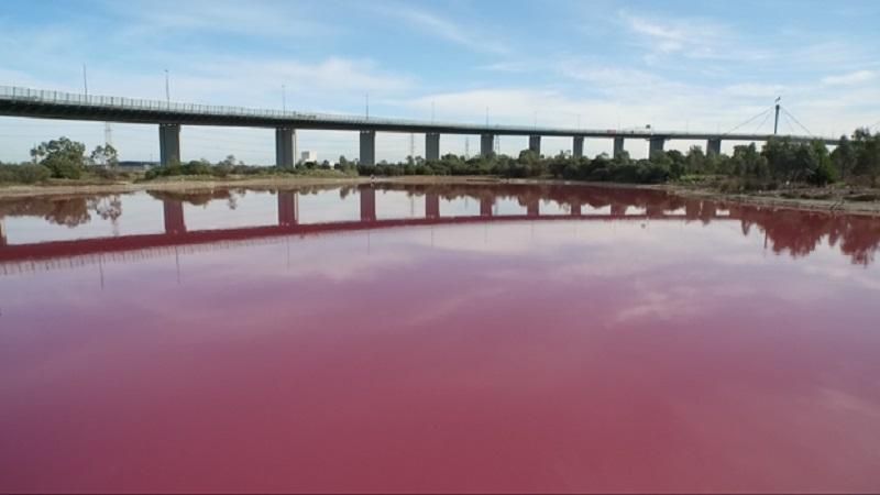 В Австралії озеро стало рожевим: неймовірне видовище
