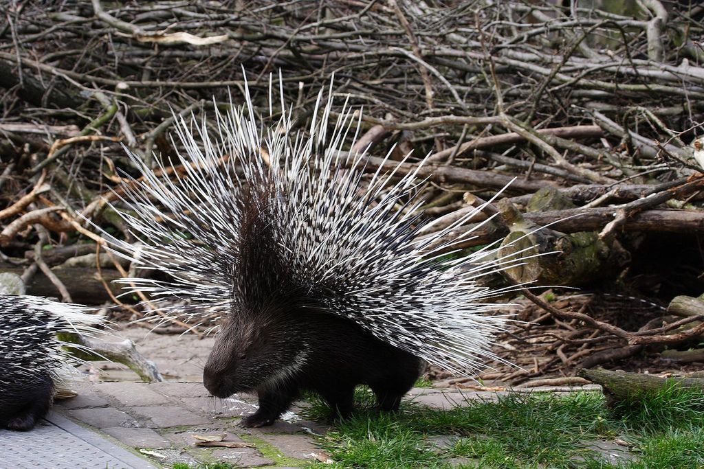 Колючий дикобраз спасся от голодного леопарда: впечатляющее видео Колючий дикобраз спасся от голодного леопарда: впечатляющее видео