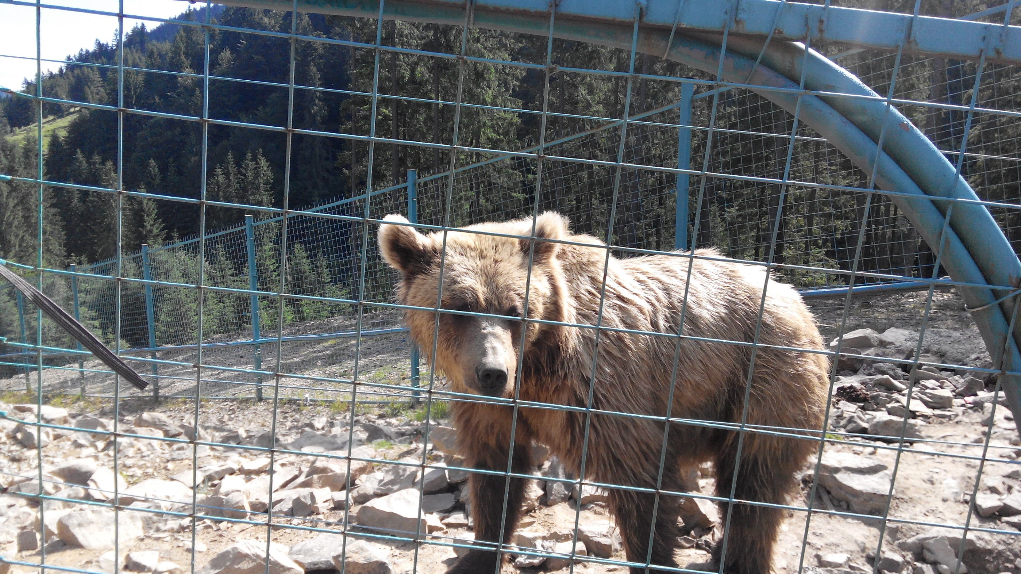 Реакция животных, которые вышли на свободу из цирка Реакция животных, которые вышли на свободу из цирка