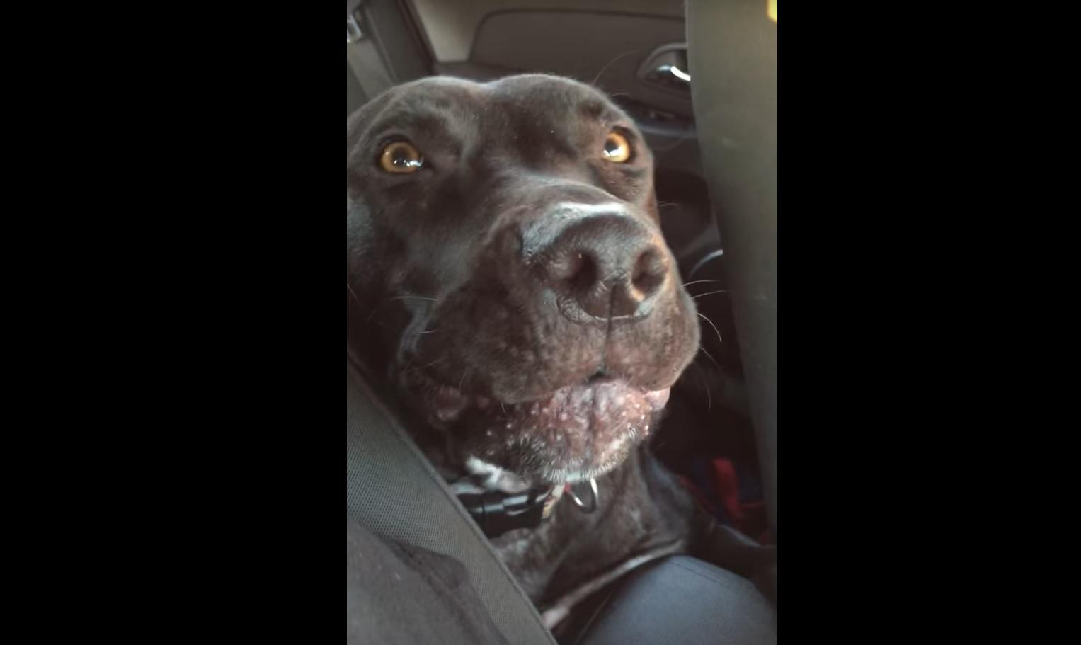 Пес спел известный хит Адель и очаровал сеть: видео