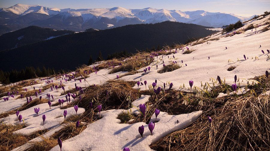 В українських Карпатах зацвіла рідкісна рослина В українських Карпатах зацвіла рідкісна рослина