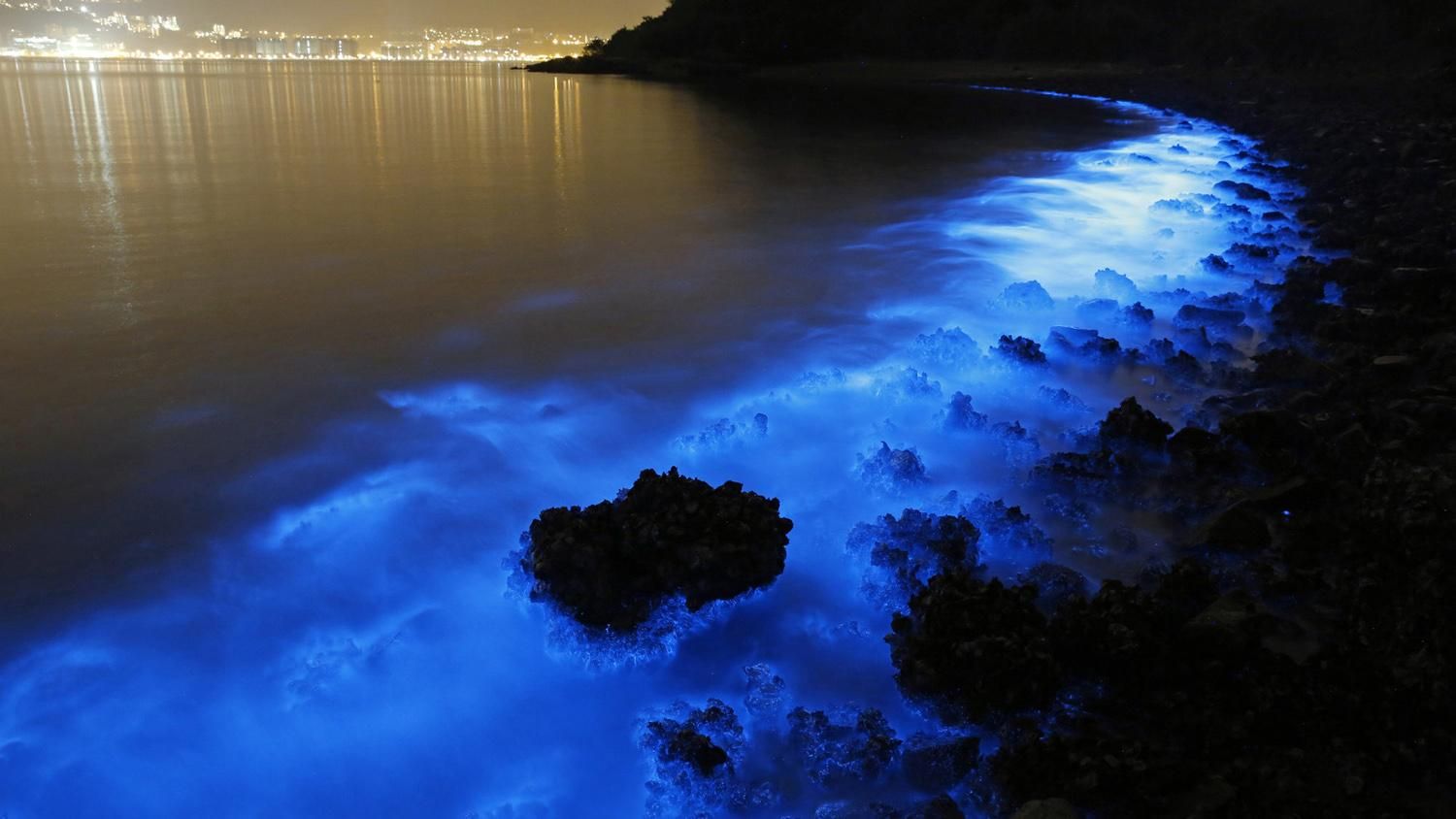 Как светится вода в Австралии: опубликовано впечатляющие фото