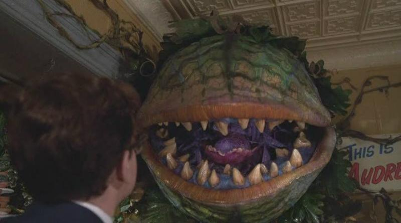 Пока российский чиновник говорил о выборах, цветок за его спиной увял на глазах
