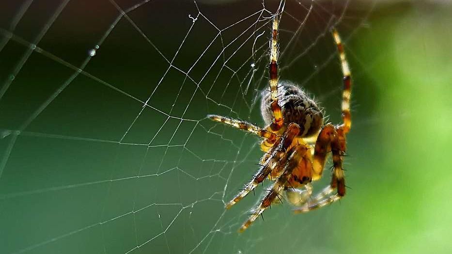 Зоологи определили самых кровожадных животных мира Зоологи определили самых кровожадных животных мира